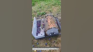 Amazing Fruit Picker Machine – Automatic Plum Harvester That Collects Fruits Instantly!.
