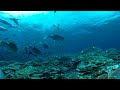 RICOH THETA V Sample video - Fish
