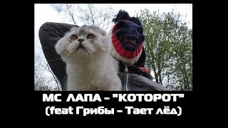 MC ЛАПА - КОТОРОТ (Пародия Грибы - Тает лёд)