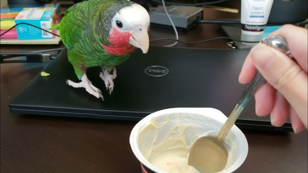 Parrot Following My Yogurt YouTube
