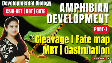 Amphibian Development (Part 1) | Cleavage | Fate Map | Mid Blastula Transition | Gastrulation