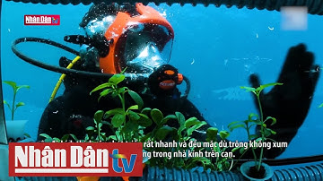 Khu vườn của Nemo