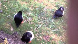 Puffins, Sumburgh Head, Shetland