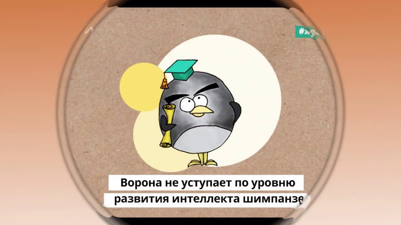 Интересные факты про оку