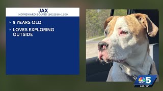 Pet Connection: May 21, 2026
