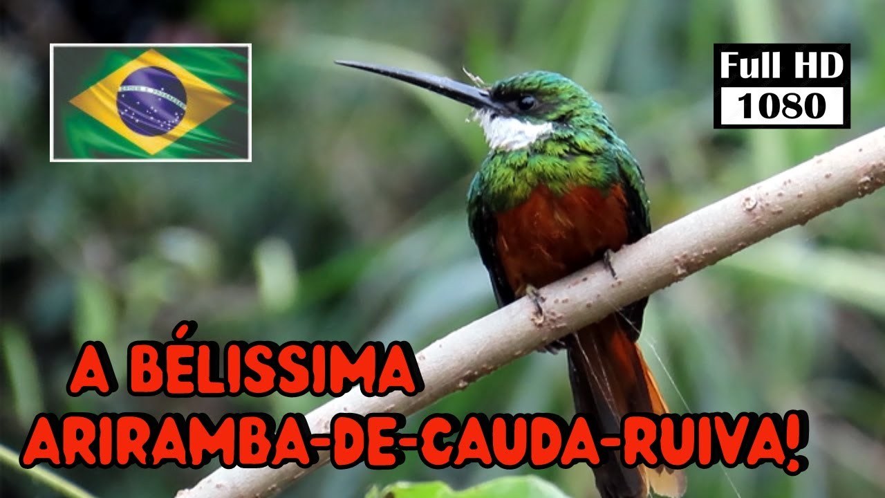 ARIRAMBA DE CAUDA RUIVA Rufous-tailed jacamar HD CANTO 