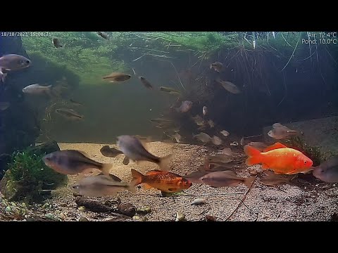 Münster Pond Underwater Cam live cam preview