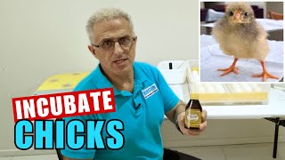 How to Incubate Chicks Using Hydrogen Peroxide 3% to Reduce Bacteria