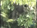 mongoose update Wildlife Conservation Society Finds Mother Lode of Gorillas