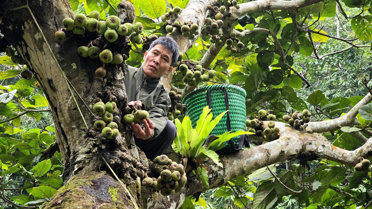 Harvest Aricultural ( Star Fruit, Lekima Fruit, Sugarcane ) Goes To Market Sell - Build a new farm