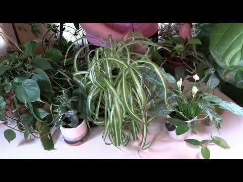 Video: Ce plante de apartament le place să fie legate de rădăcină?