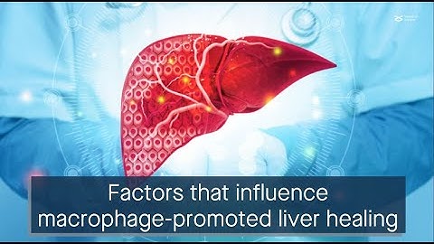 The protein Tet2 mediates macrophage activation to promote liver regeneration