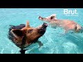 Une le aux bahamas peuple de cochons sauvages
