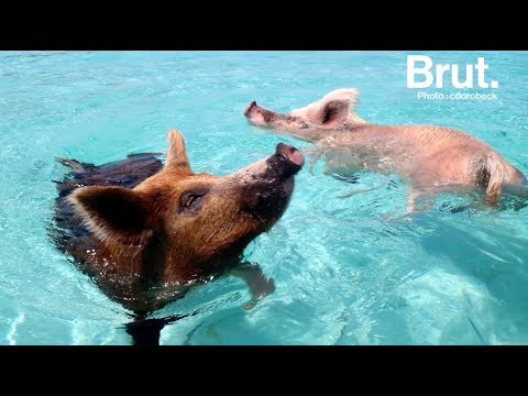 Vidéo: Où est la plage des cochons ?