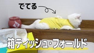 【抜糸前日】さようなら 箱ティッシュ・フォールド！