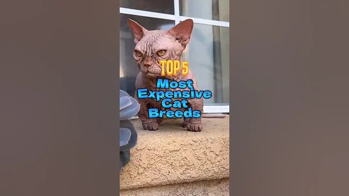Watch the video about Top 5 Most Expensive Cat Breeds in the World (The Last One Is Unreal!) #catbreed #catlovers