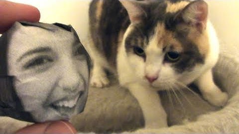 Friday parody: Catnip ball GOOD, Rebecca Black ball BAD! (official video)