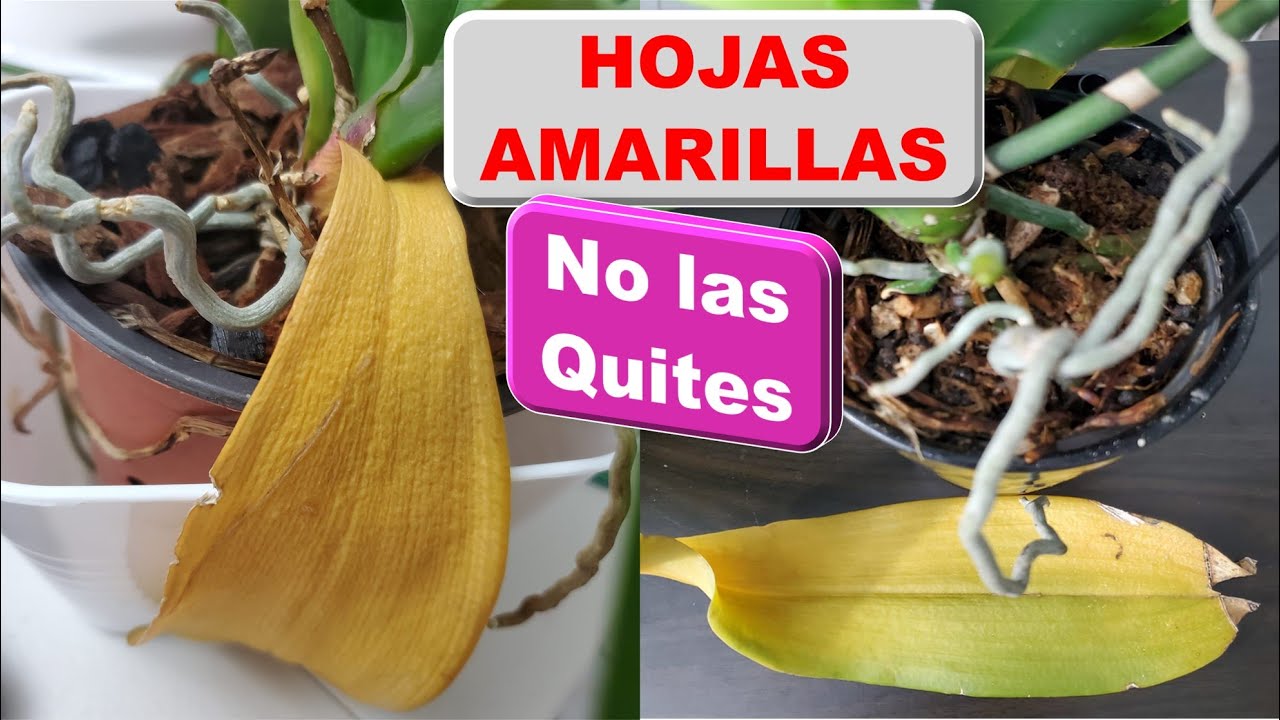 Orquidea se le han puesto las hojas amarillas darle brillo cortar la vara floral seca 