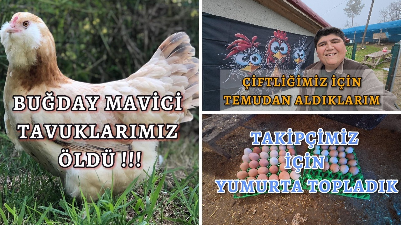 Mavici Tavuklarımız Hastalandı 2 Buğday Mavici Tavuğumuz Öldü - Gold Brahmalardan İlk Yumurta Geldi