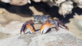 Dampier Peninsula Part 2 - Lombadina, Cygnet Bay, Middle Lagoon, Pender Bay & Smithy's