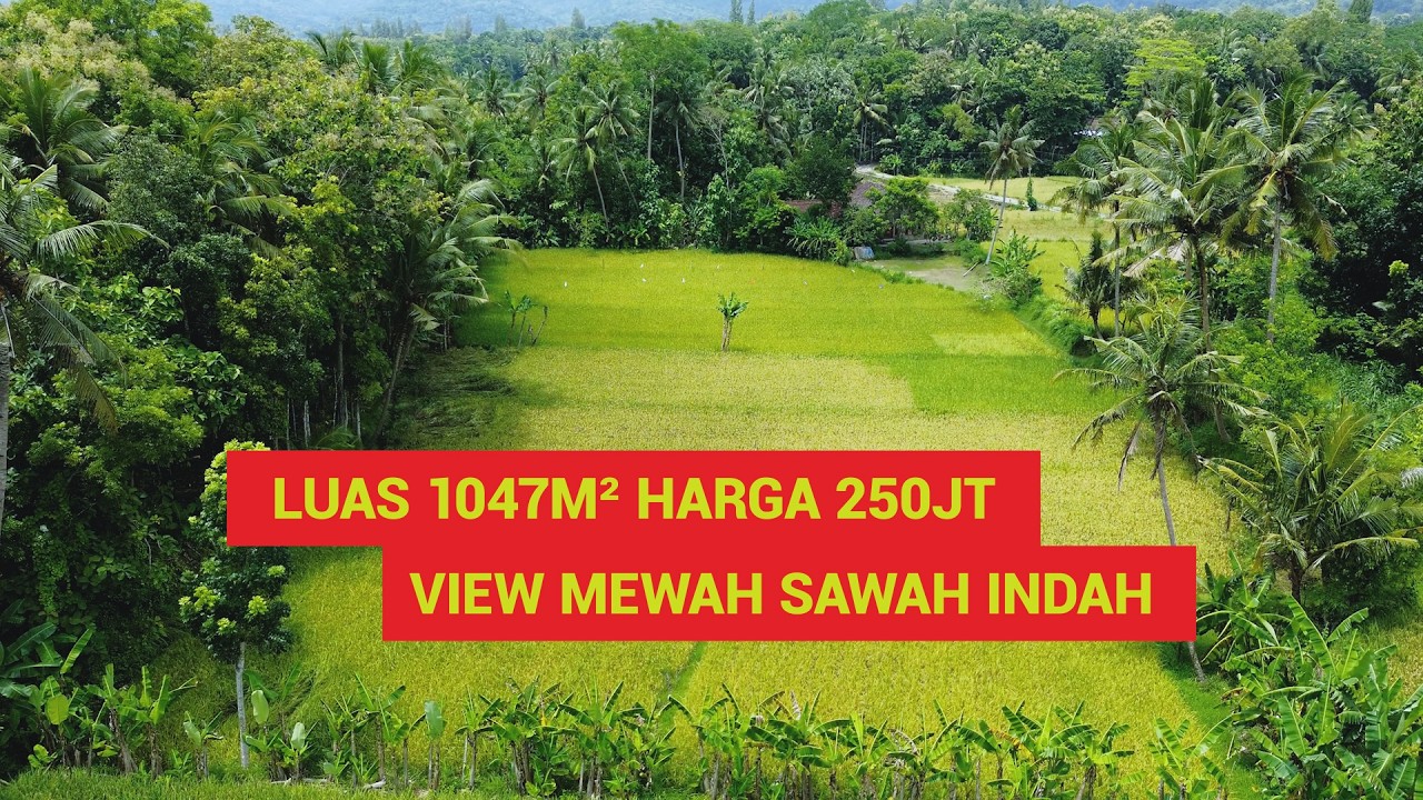 Tanah Luas 1047m² Harga 250 Juta View Sawah Indah & Ada Mata Airnya, Dekat Wisata Omah Cantrik