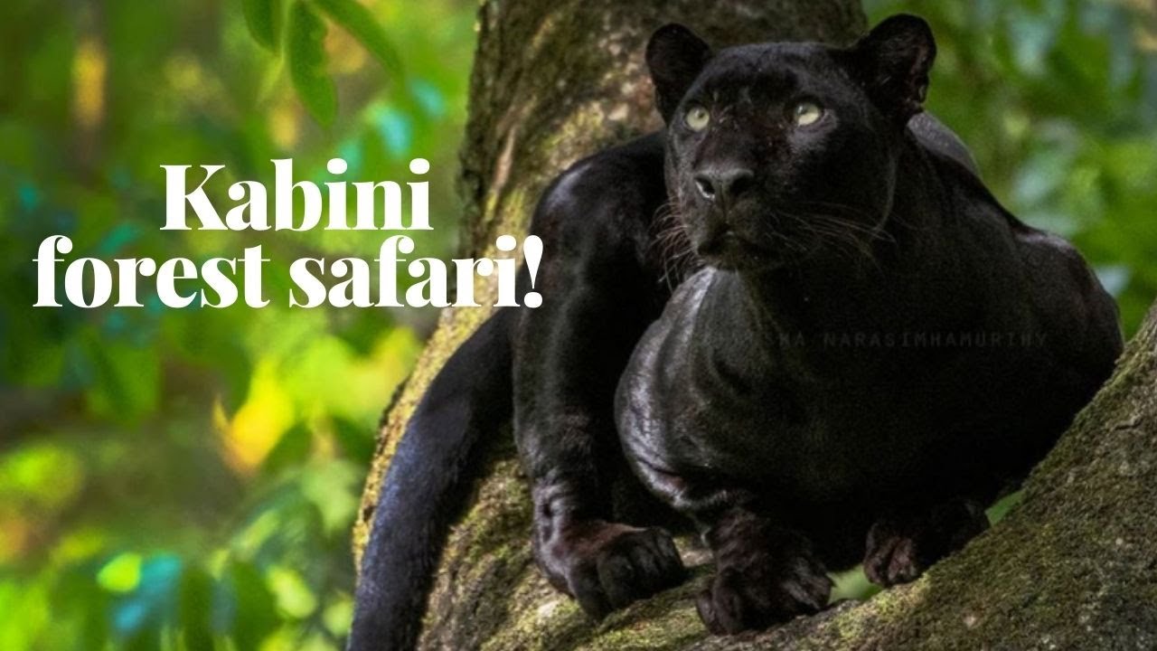 Kabini river lodge | Kabini forest and resorts | Boat safari | Wild Karnataka | Saya