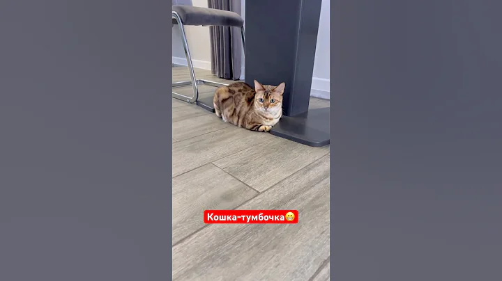 Video 11905081: bengal cat meets, cat funnycats