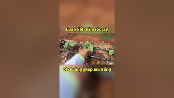Lưu ý khi chăm sóc cây ớt chuông ghép sau trồng-FUNOFARM