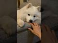 温厚な性格代表サモエド🐻‍❄️ #大型犬 #子犬 #犬 #samoyed
