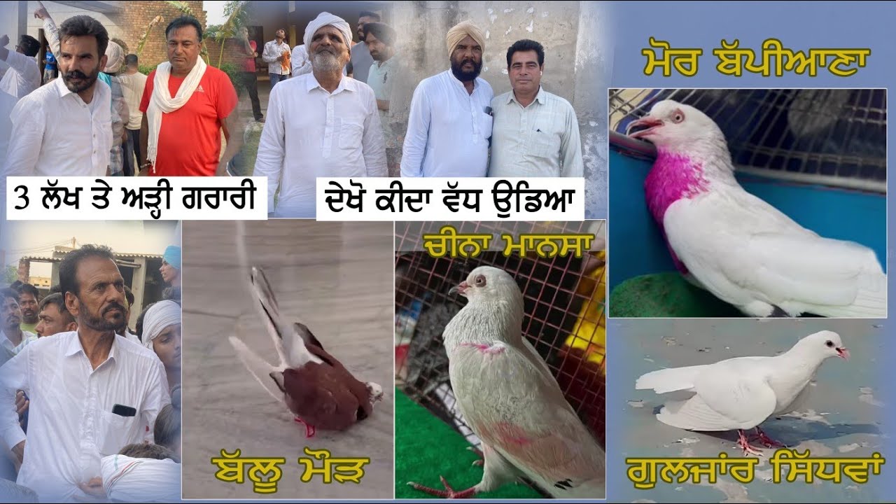 ਮੋਰ ਬੱਪੀਆਣਾ, ਗੁਲਜਾਰ ਸਿੰਧਮਾ, ਬੱਲੂ ਮੌੜ ਚੀਨਾ ਮਾਨਸਾ 3 ਲੱਖ ਤੇ ਅੜੀ ਕਰਾਰੀ Bagga HD