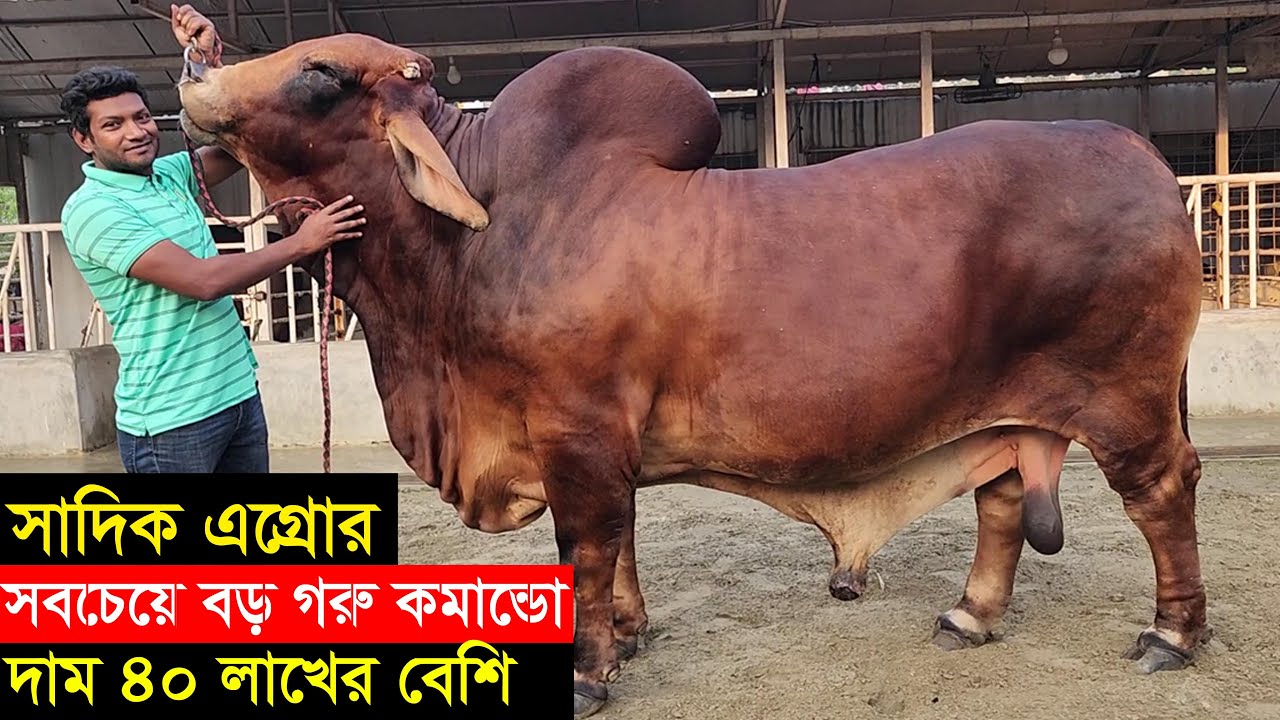 2023 ঈদে সাদিকে এগ্রোর সবচেয়ে বড় গরু কমান্ডো দাম ৪০ লাখের চেয়েও বেশি ...
