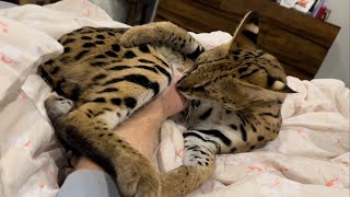 Serval Bites