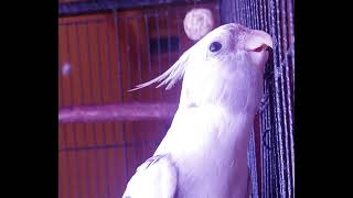 Shiro The Cockatiel Sings Its Song PT 16 #birds #cockatiel #shiro #cute #funny #entertainment