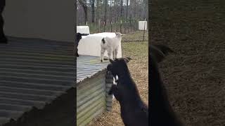 Goat Fail