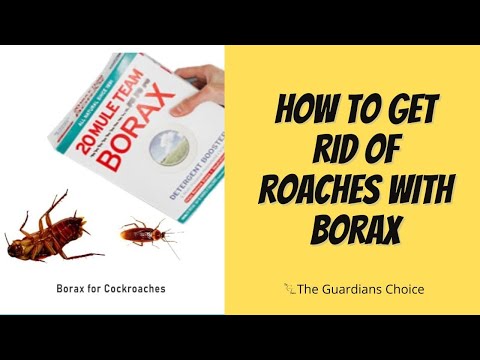 Video: Hvad er Borax fra kakerlakker?