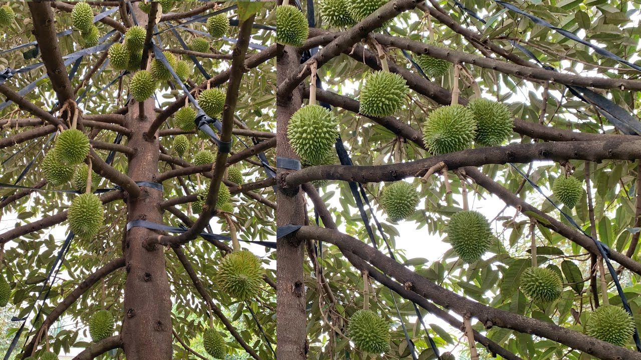 Giải pháp thúc dinh dưỡng đúng thời điểm giúp sầu riêng nở gai đều, lớn trái nhanh.