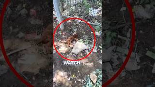 Abandoned Puppy Found on the Brink of Death #shorts #dogshorts