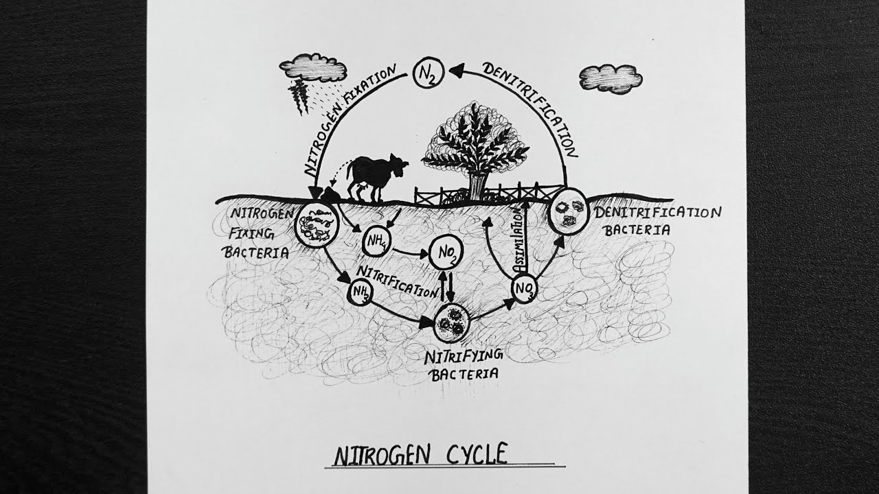 Nitrogen Cycle PowerPoint Template - PPT Slides