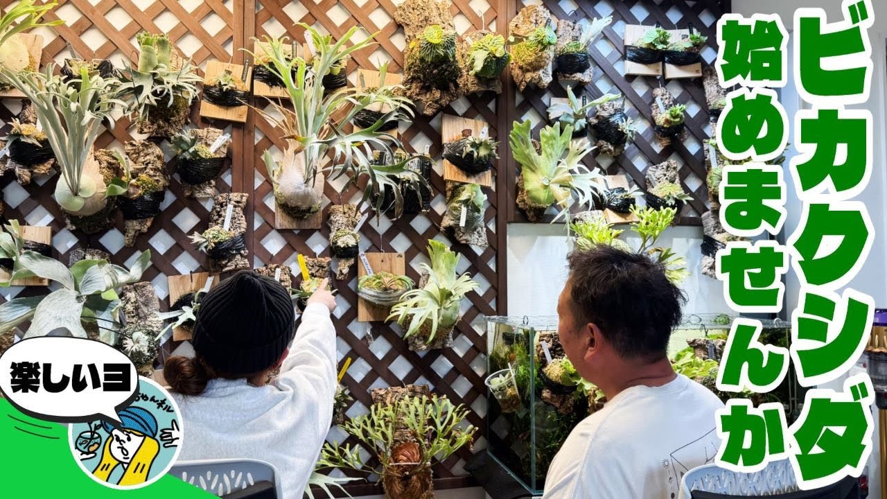 【観葉植物】ビカクシダ始めませんか？（初心者でも始めやすい品種や魅力をご紹介します）
