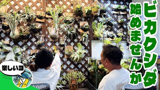 観葉植物】ビカクシダ始めませんか？（初心者でも始めやすい品種や魅力