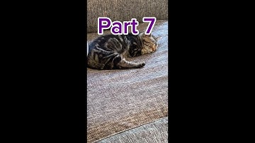 •Celebration• MEP Calling •Open!• (READ DESC FOR RULES AND INFO)