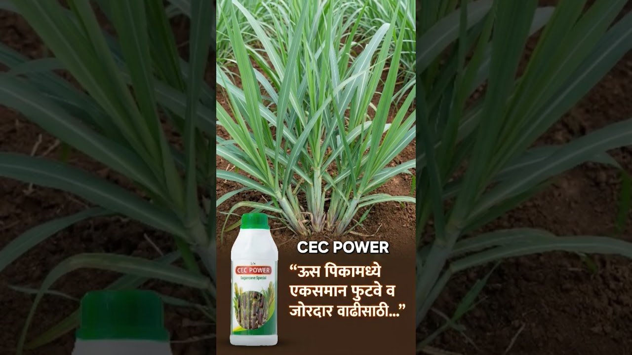 CEC POWER sugarcane 
