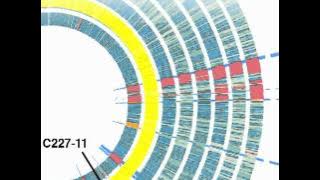 Comparison of Genomes of Eight Enteroaggregative E. coli O104:H4 Isolates