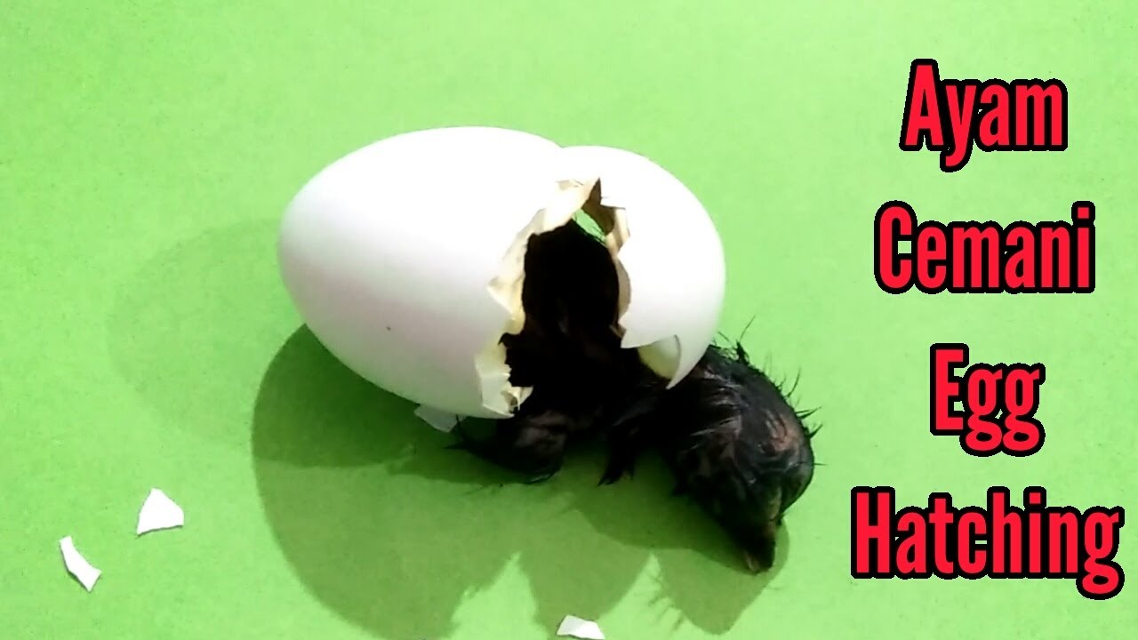Expensive Chick Egg Hatching / Rare Ayam Simani / 3MB Vlogs