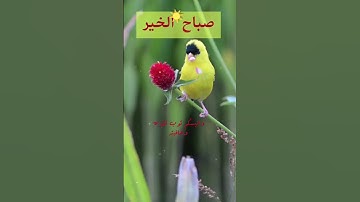 دعاء الصباح🌺حالات واتساب دينيه.#صباحكم_معطر_بذكر_الله #صباح_الخير #اذكار_الصباح #shortvideo