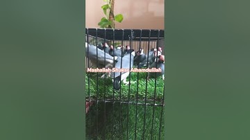 Grey Java Split Fawan /  Fawan Java Ki Working / #mab_aviary_karachi #market #fawanjava#javasparrow