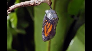 Monarch butterfly emerging time lapse. Emergence is called eclosion. Metamorphosis takes 8-12 days by Neil Bromhall 18,727 views 2 years ago 1 minute, 1 second