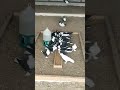 Киевские светлые голуби 2022/tumblers pigeons