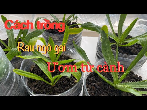 Video: Nhân giống mùi tây - Cách trồng mùi tây từ giâm cành và hạt giống