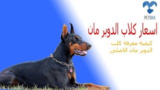 اسعار كلاب الدوبر مان 2020 - كيفية انتقاء كلب الدوبر مان الاصلى 